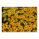 Recherche de champ marguerite cartes postales Pétales