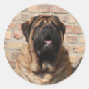 Recherche de mastiff anglais autocollants Pour tous
