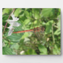 Recherche de libellules plaques Faune