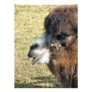 Recherche de chameau de d art Animaux