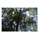 Recherche de feuillu posters Nature