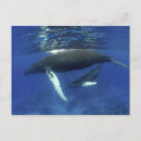 Recherche de archipel cartes postales Animal