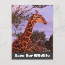 Recherche de motif de girafe cartes postales Girafes