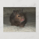 Recherche de hamsters cartes postales Animaux