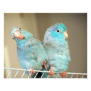 Zoek naar love birds kunst Vogels