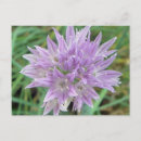 Recherche de herbe cartes postales Rose