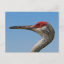 Recherche de poulailler cartes postales Plumes