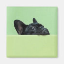 Recherche de bouledogue photographie Chiot