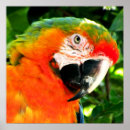 Recherche de maccaw posters Couleurs vives