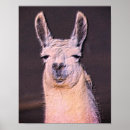 Recherche de visage de lama posters Mignon