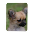 Recherche de cheveux magnets Chien