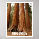 Recherche de arbre géant posters Californie