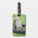Recherche de caresse bagages étiquettes Chien