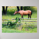 Recherche de geldings posters Horse