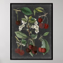 Zoek naar kersen kunst Botanisch