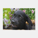 Recherche de chien de labrador terrasses jardins Drôle
