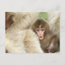 Zoek naar baby aap briefkaarten Primaat