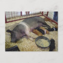 Recherche de porcelets cartes postales Truie