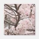 Recherche de cerisier magnets Photographie