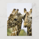 Recherche de tête de girafe posters Gros plan