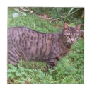 Recherche de chat tigré chat carreaux Minou