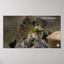 Recherche de cbc posters L'année sauvage canadienne