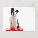 Recherche de chien border collie cartes postales Colley