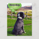 Zoek naar border collie briefkaarten Collies