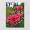 Recherche de dahlia cartes postales Floral