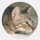 Zoek naar bedachtzaam stickers Kat