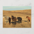 Recherche de troupeau de cheval cartes postales Chevaux