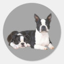 Recherche de terrier boston autocollants Chien