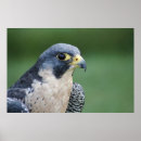 Zoek naar falcone kunst Geel