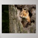 Recherche de renard rouge bébé posters Photographie animale