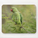 Recherche de perruches tapis souris Oiseaux