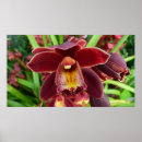 Zoek naar rode orchidee posters Bloemen