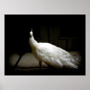 Recherche de paon blanc posters Nature