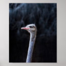 Recherche de autruches art Animal