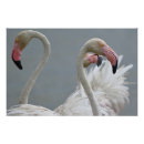 Recherche de flamants roses posters Flamingo