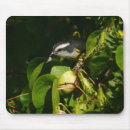 Recherche de bird tapis souris Photographie