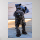 Zoek naar miniatuur schnauzer posters Puppy