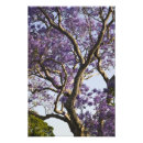 Recherche de jacaranda posters Violet