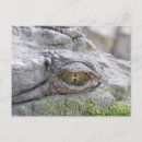 Recherche de crocodile cartes postales Afrique