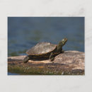 Recherche de tortue peinte cartes postales Animal