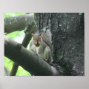 Recherche de nuts posters Écureuil