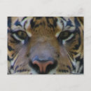 Recherche de animal sauvage cartes postales Chat