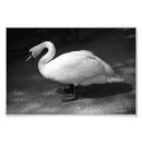 Recherche de cygne noir posters Muet