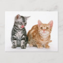 Zoek naar twee katten briefkaarten Foto