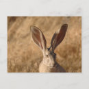 Recherche de oreilles de lapin cartes postales Animaux
