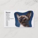 Recherche de chat siamois cartes visite Chaton
